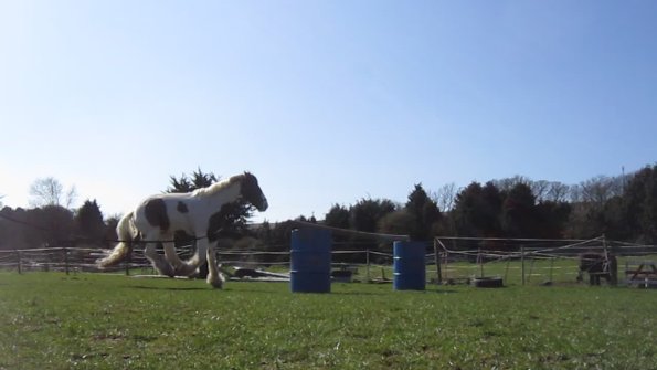 Lancelot lunging (2)