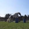 Lancelot lunging (20)
