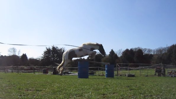 Lancelot lunging (3)