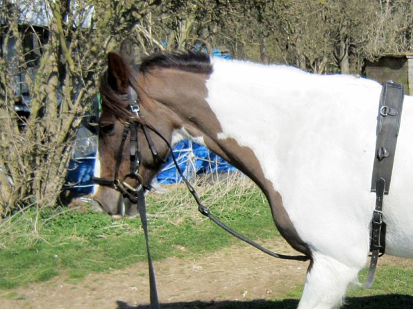 Lancelot lunging (4)