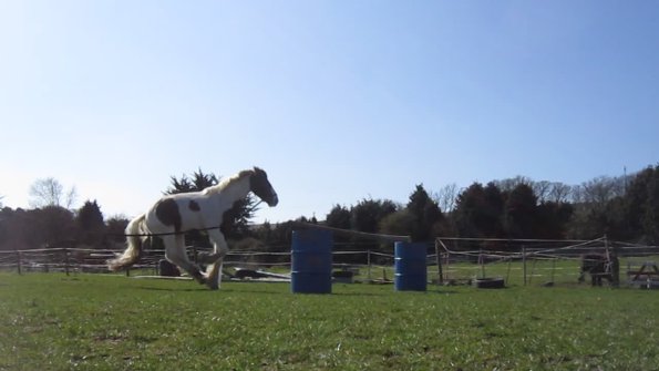 Lancelot lunging (5)