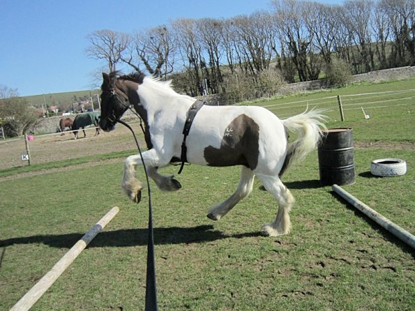 Lancelot lunging (7)