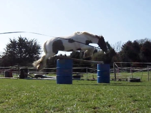 Lancelot lunging (8)