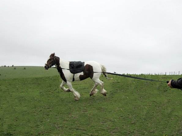 Left canter (3)