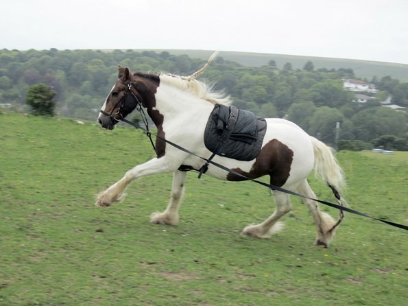 Left canter (4)
