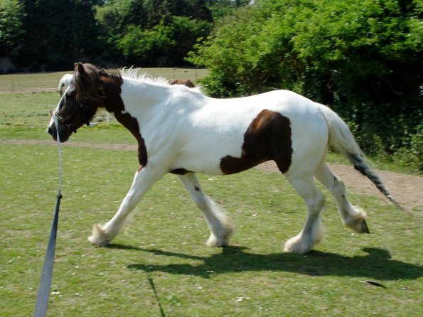 Lance on the lunge (10)