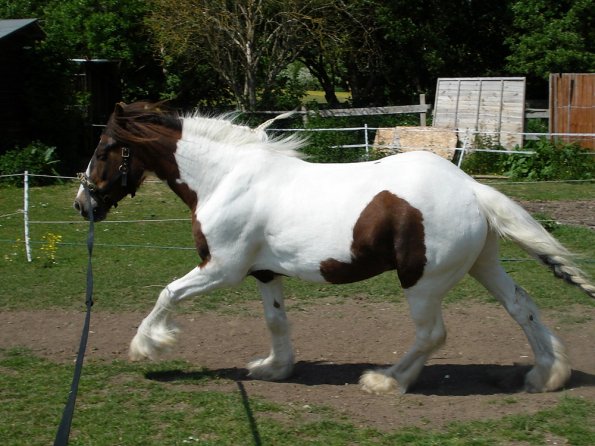 Lance on the lunge (11)