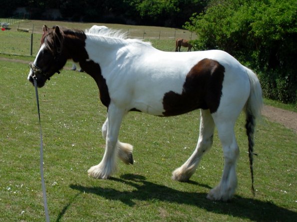 Lance on the lunge (12)