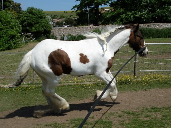 Lance on the lunge (2)