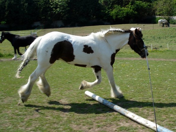 Lance on the lunge (3)