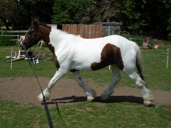 Lance on the lunge (4)