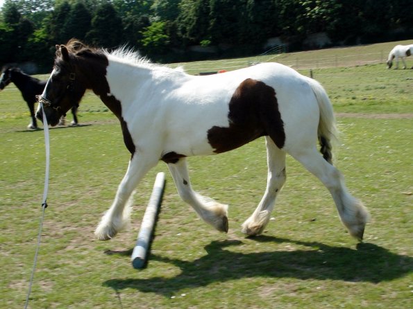 Lance on the lunge (5)