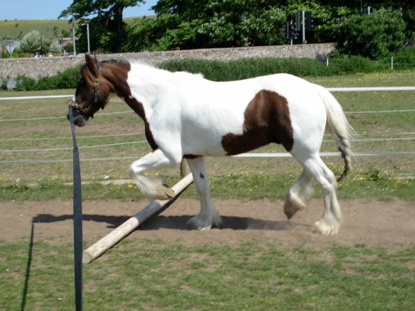 Lance on the lunge (6)