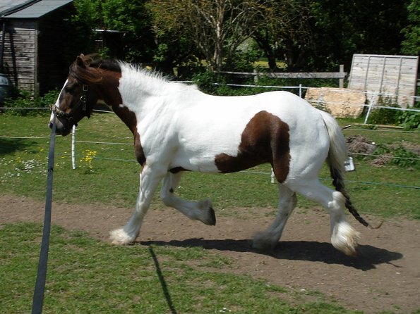 Lance on the lunge (7)