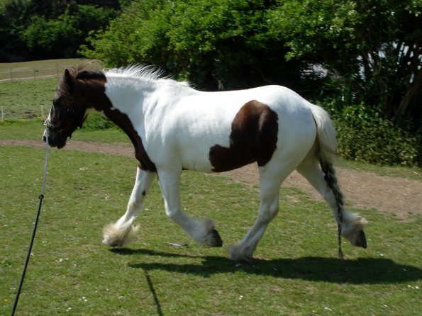 Lance on the lunge (8)