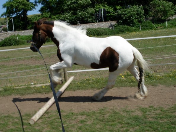 Lance on the lunge (9)