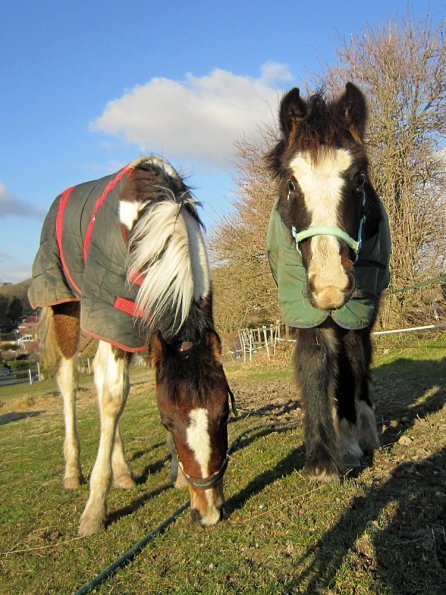 Ghost and Teddy in your face