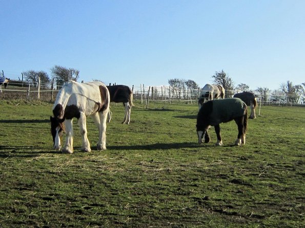 Grazing as a herd (2)