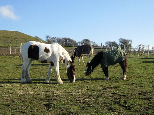 Grazing as a herd (3)