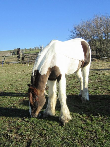 Grazing as a herd (4)