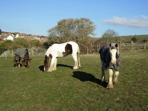 Grazing as a herd (5)