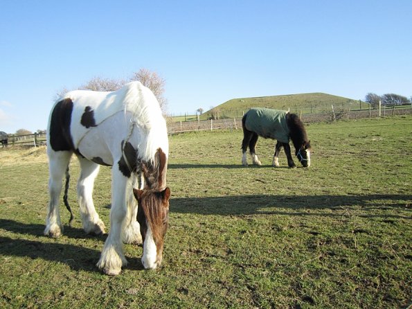 Grazing as a herd (6)