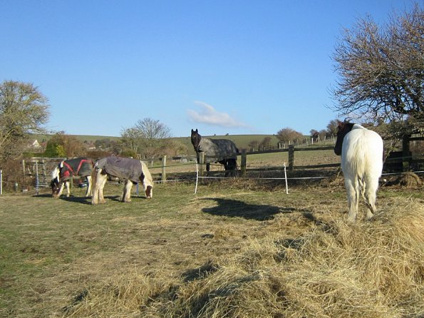 Lance meets the foals for the first time