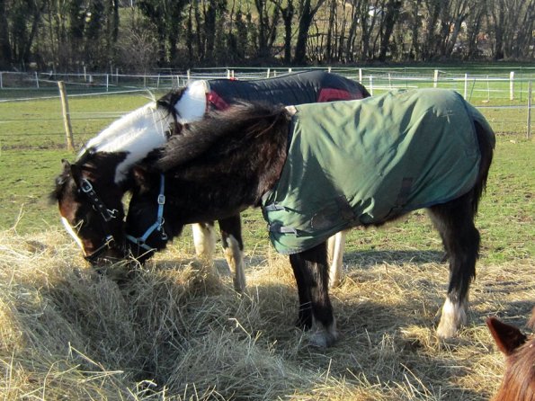 Meeting over the hay (2)