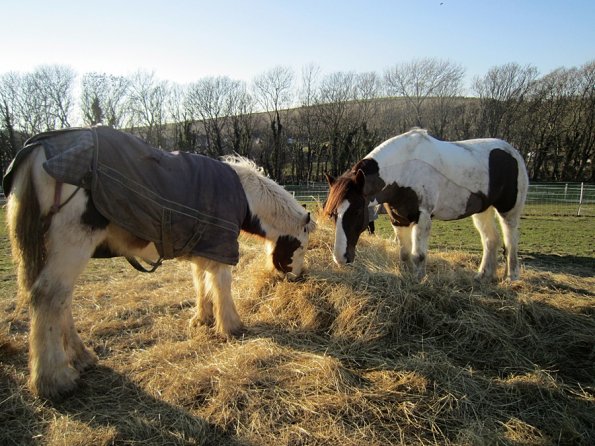 Meeting over the hay (3)