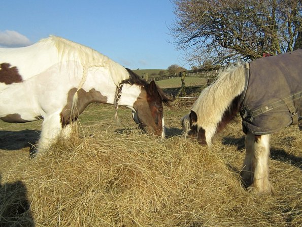 Meeting over the hay (4)