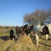 Meeting over the hay (5)