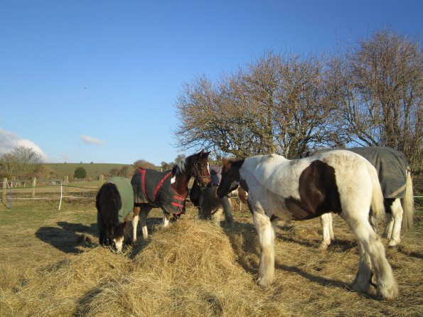 Meeting over the hay (5)
