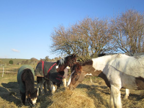 Meeting over the hay (6)