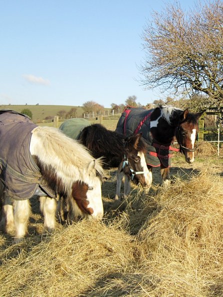 Meeting over the hay (8)