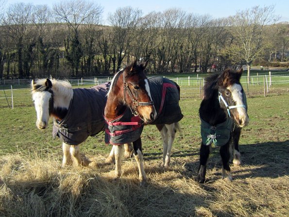 Meeting over the hay