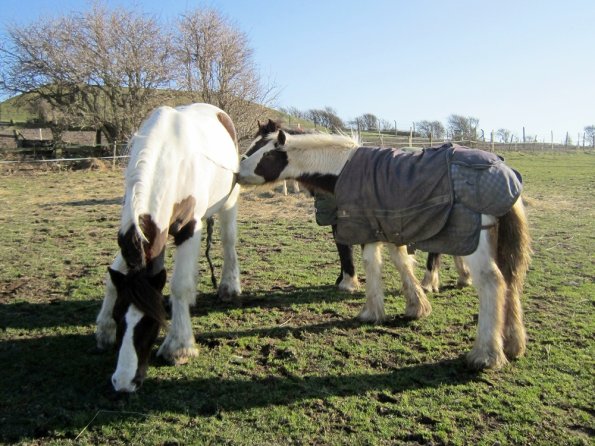 Morgan and Lance (5)