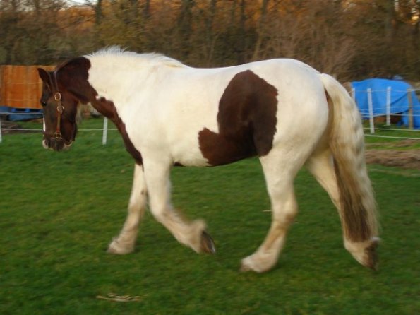 trotting at liberty2