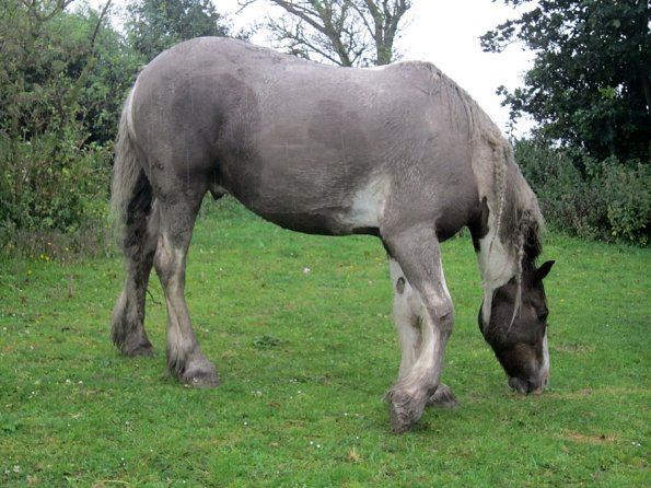 Mus Monster Lance (2)