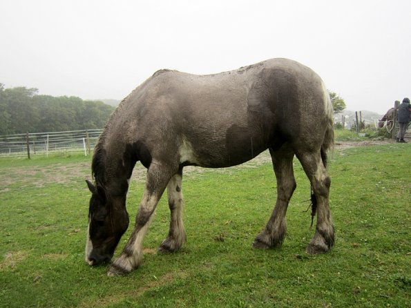 Mus Monster Lance (3)