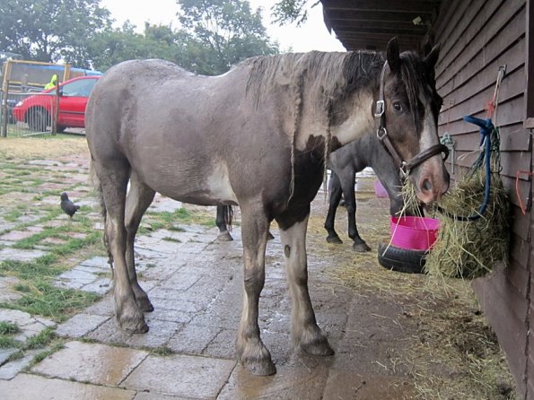 Mus Monster Lance (4)