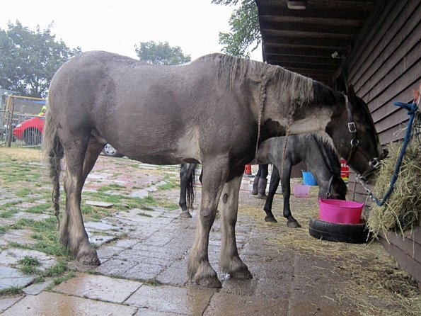 Mus Monster Lance (5)