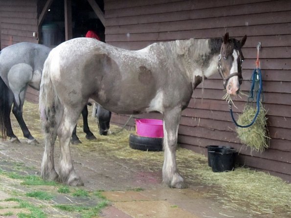 Mus Monster Lance (8)