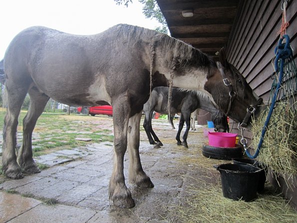 Mus Monster Lance (9)