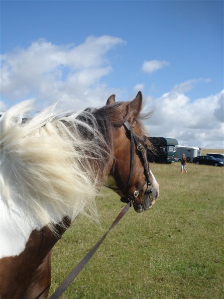 Watching the showground
