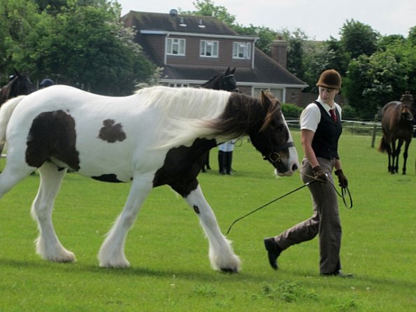 Condition and turnout (13)