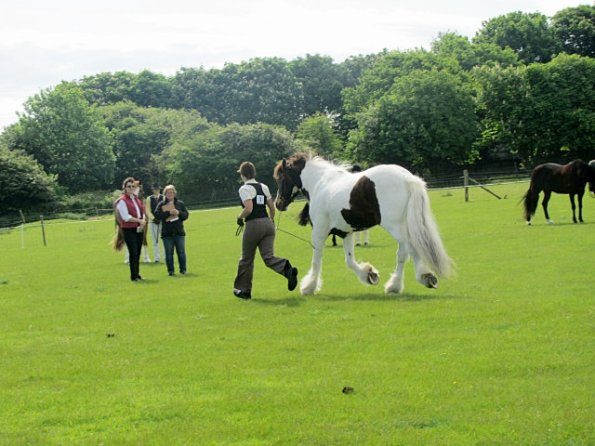 Condition and turnout (14)