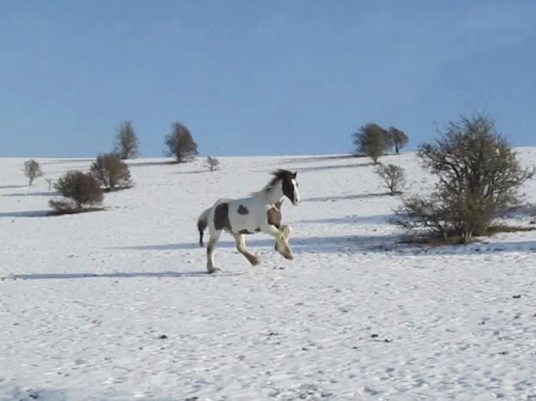 Lance canter back (2)