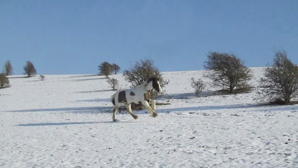 Lance canter back (3)