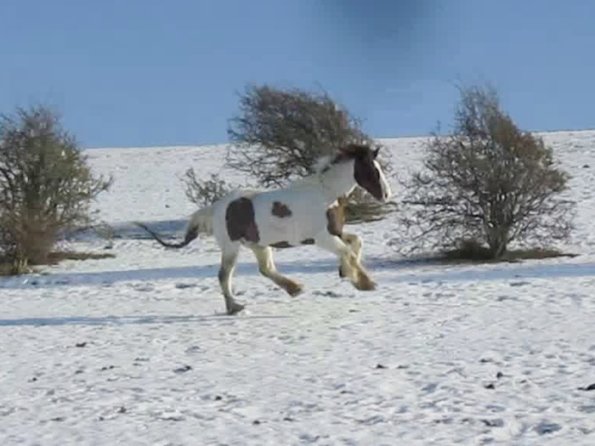 Lance canter back (4)