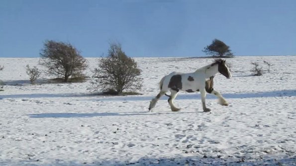 Lance canter back (5)